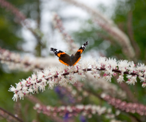 Pluskwica groniasta – Indianek sposób na menopauzę